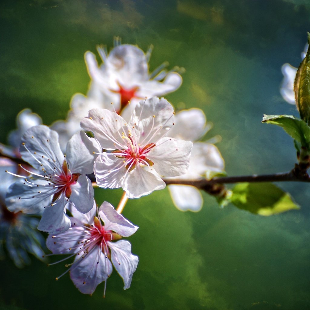 Обои цветы, ветка, природа, цветение, размытость, весна, flowers, branch, nature, flowering, blur, spring разрешение 3872x2592 Загрузить