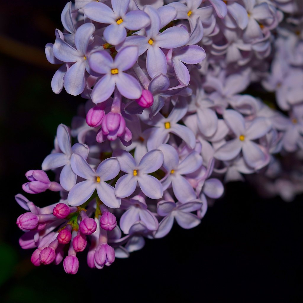 Обои цветы, ветка, цветение, весна, черный фон, сирень, flowers, branch, flowering, spring, black background, lilac разрешение 4496x3000 Загрузить