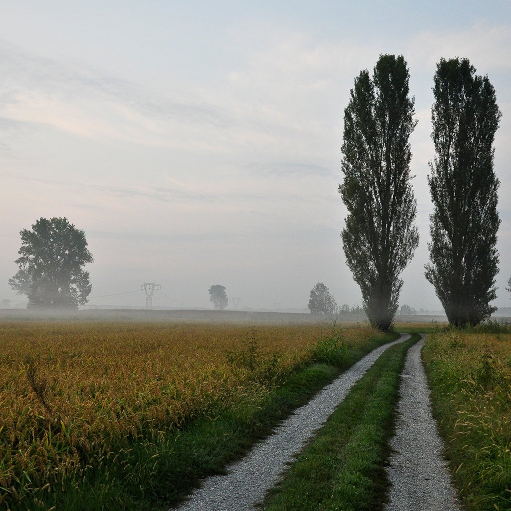 Обои небо, дорога, природа, туман, горизонт,     деревья, тополь, the sky, road, nature, fog, horizon, trees, poplar разрешение 1920x1280 Загрузить