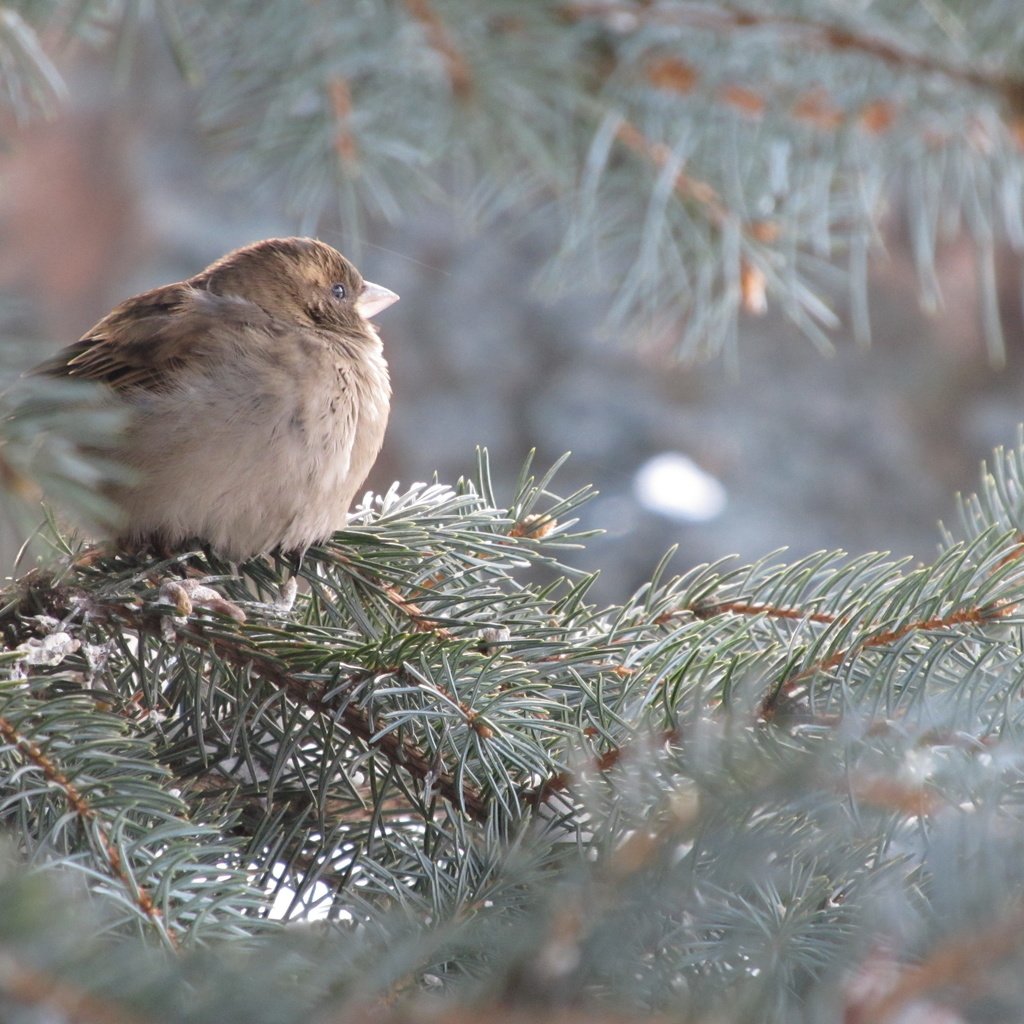 Обои дерево, хвоя, ветки, птица, ель, воробей, tree, needles, branches, bird, spruce, sparrow разрешение 4000x3000 Загрузить