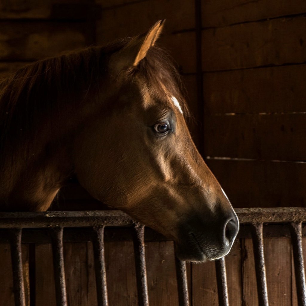 Обои лошадь, фон, конь, грива, стойло, horse, background, mane, stall разрешение 2435x1088 Загрузить