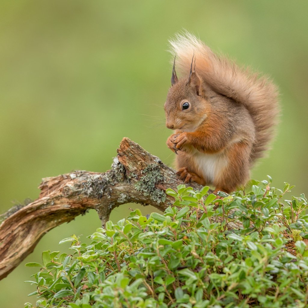 Обои фон, рыжая, белка, коряга, хвост, белочка, грызун, background, red, protein, snag, tail, squirrel, rodent разрешение 2048x1365 Загрузить