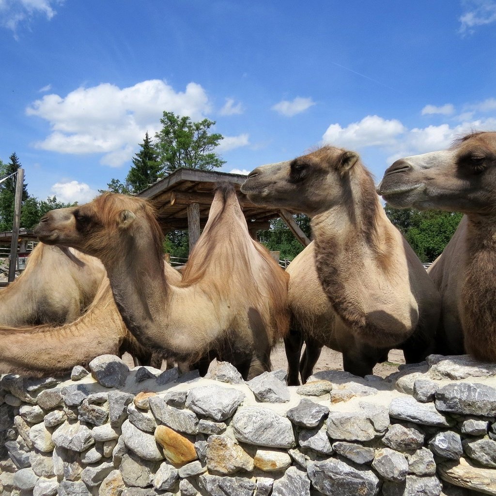 Обои группа, животные, верблюд, верблюды, group, animals, camel, camels разрешение 1923x1506 Загрузить