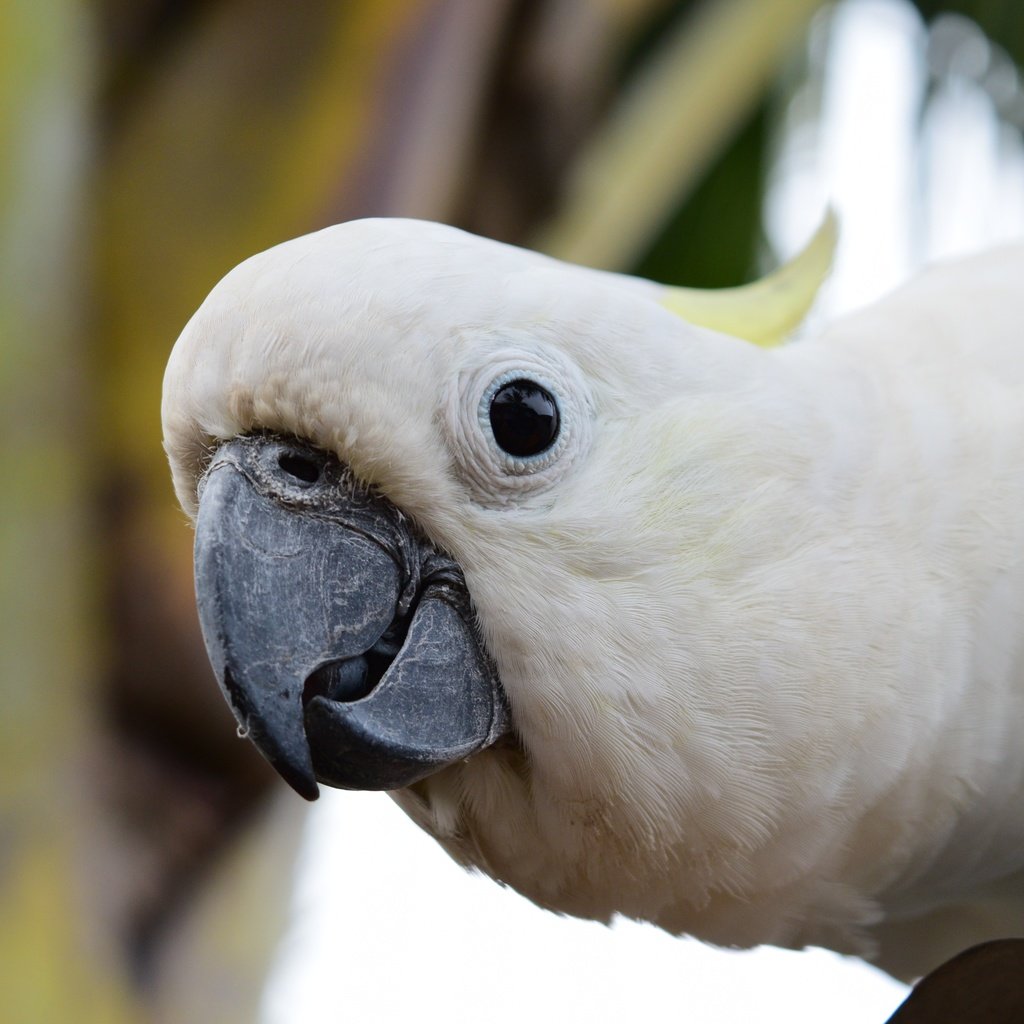 Обои взгляд, птица, клюв, попугай, какаду, look, bird, beak, parrot, cockatoo разрешение 4496x3000 Загрузить