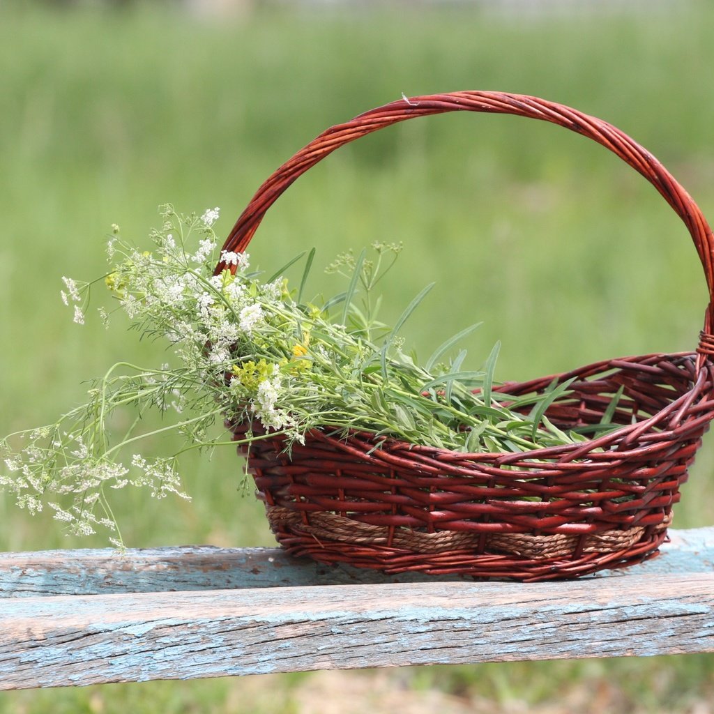 Обои фон, корзина, полевые цветы, лавочка, тысячелистник, background, basket, wildflowers, shop, yarrow разрешение 1920x1280 Загрузить