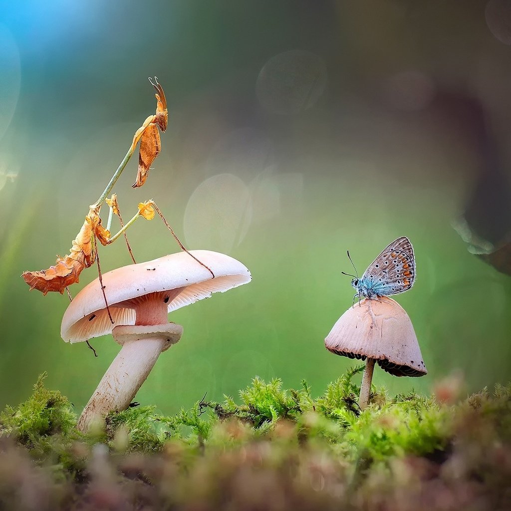 Обои лес, бабочка, гриб, богомол, forest, butterfly, mushroom, mantis разрешение 1920x1200 Загрузить