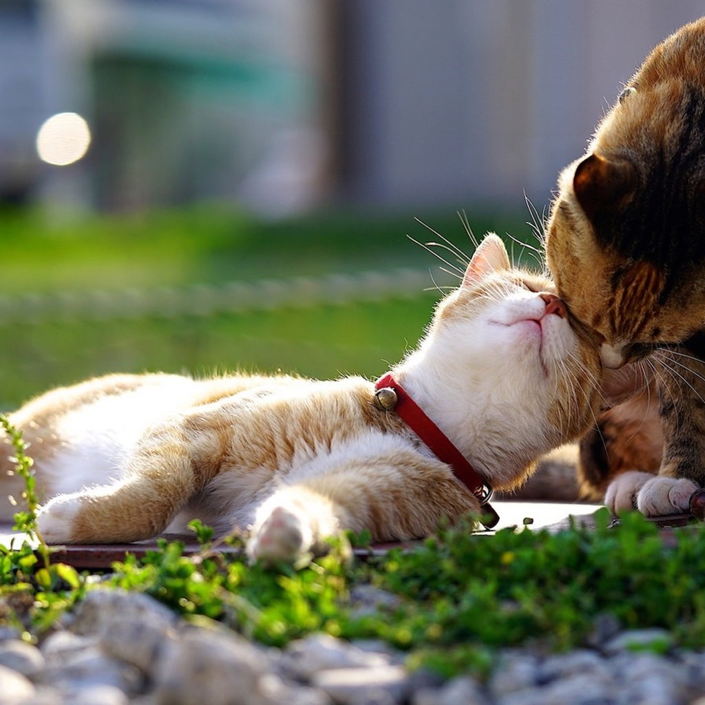 Обои животные, кот, кошка, любовь, пара, animals, cat, love, pair разрешение 3840x2160 Загрузить
