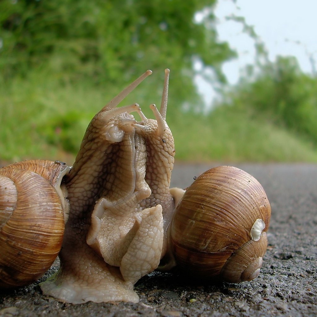 Обои отношения, улитки, виноградная улитка, relationship, snails, grape snail разрешение 2468x1626 Загрузить