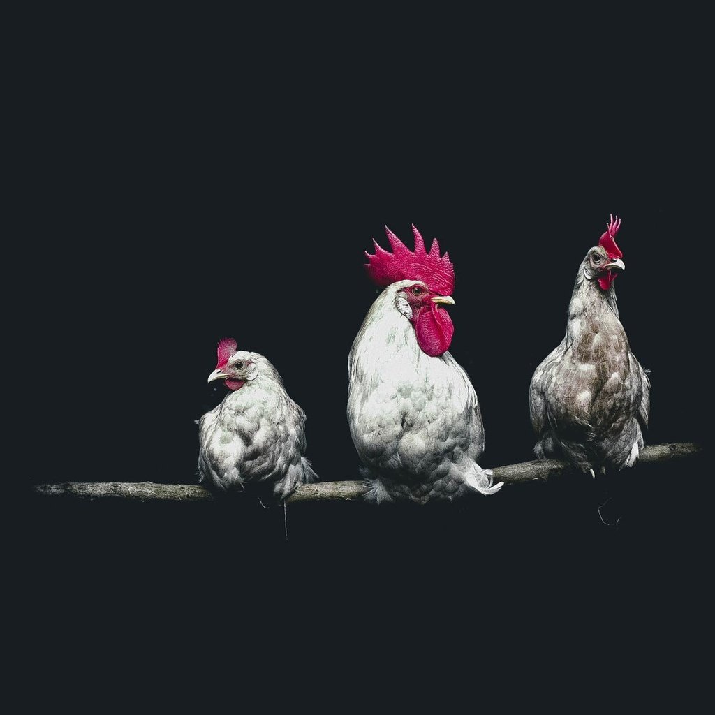 Обои птицы, черный фон, петух, курицы, birds, black background, cock, chicken разрешение 2000x1333 Загрузить