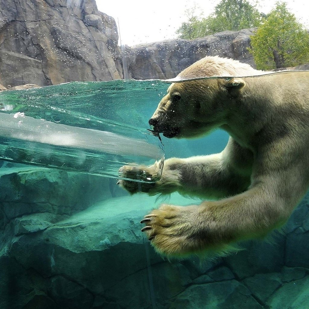 Обои вода, медведь, лёд, плавание, белый медведь, зоопарк, water, bear, ice, swimming, polar bear, zoo разрешение 1920x1200 Загрузить