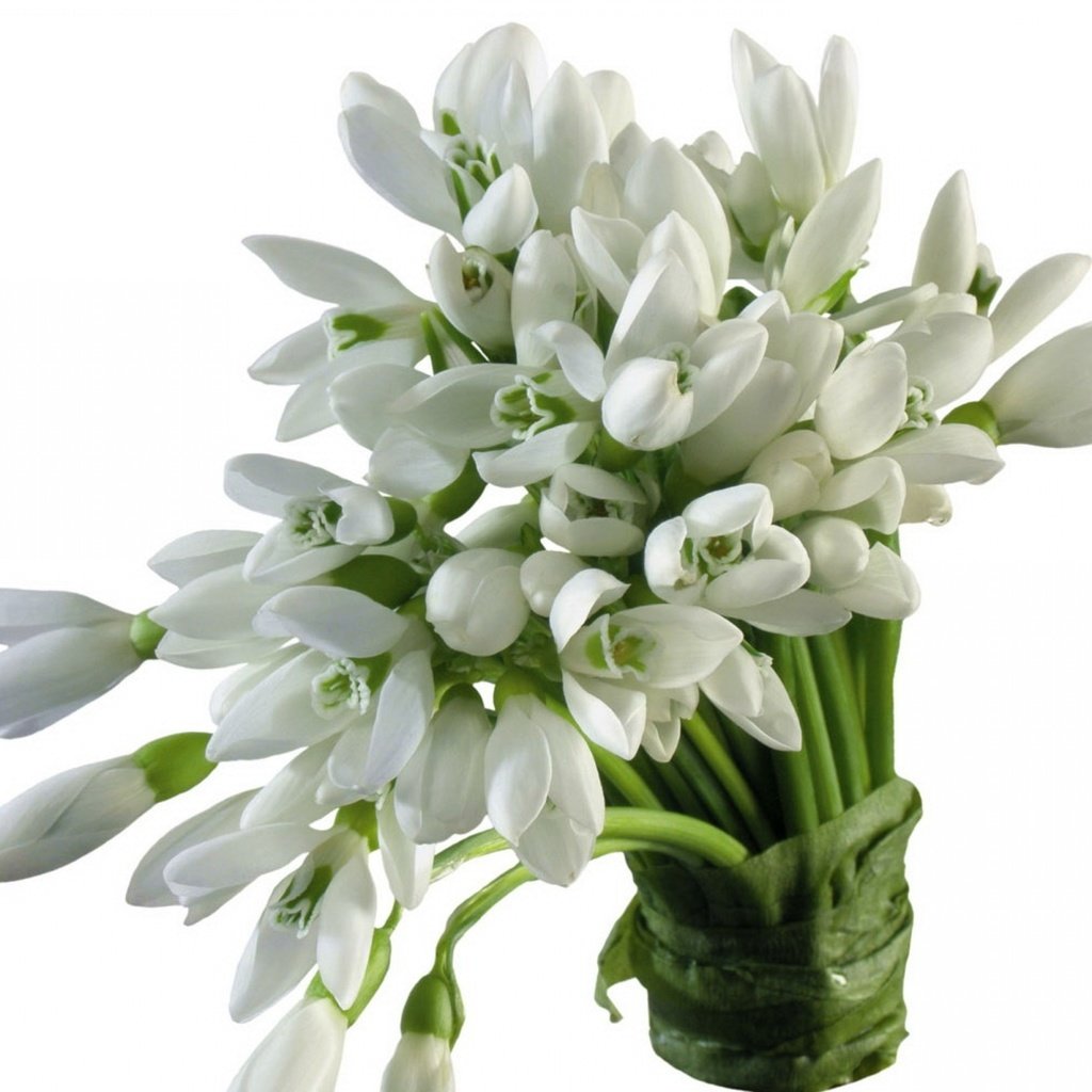 Обои цветы, весна, букет, белый фон, белые, подснежники, flowers, spring, bouquet, white background, white, snowdrops разрешение 3840x2400 Загрузить