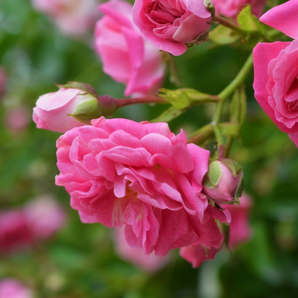 Обои цветы, бутоны, макро, роза, лепестки, розовая роза, flowers, buds, macro, rose, petals, pink rose разрешение 3000x1897 Загрузить