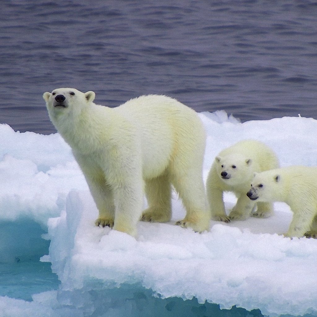Обои снег, лёд, медведи, белый медведь, детеныши, медвежата, snow, ice, bears, polar bear, cubs разрешение 1920x1080 Загрузить