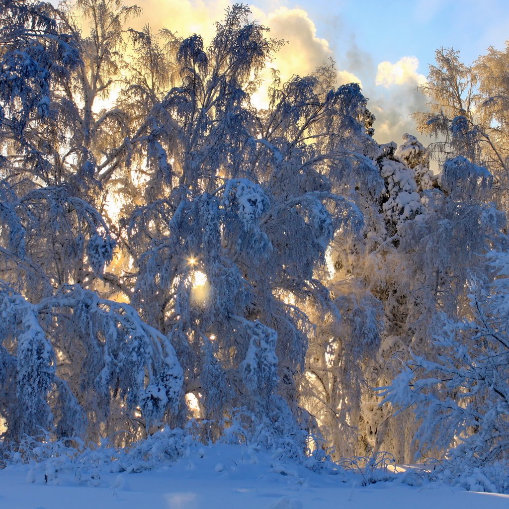 Обои снег, природа, лес, зима, ветки,     деревья, snow, nature, forest, winter, branches, trees разрешение 3456x2304 Загрузить