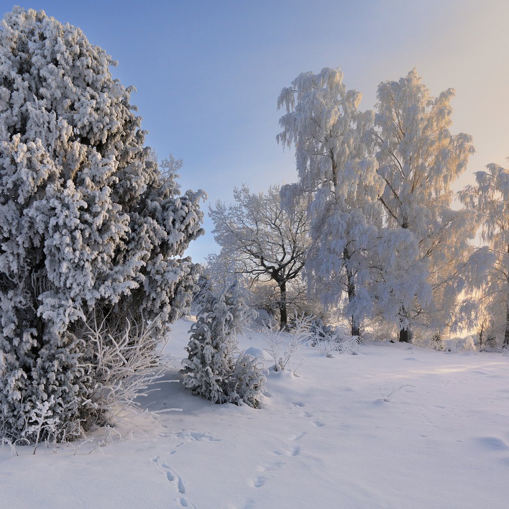 Обои деревья, снег, зима, пейзаж, иней, швеция,     деревья, trees, snow, winter, landscape, frost, sweden разрешение 1920x1200 Загрузить