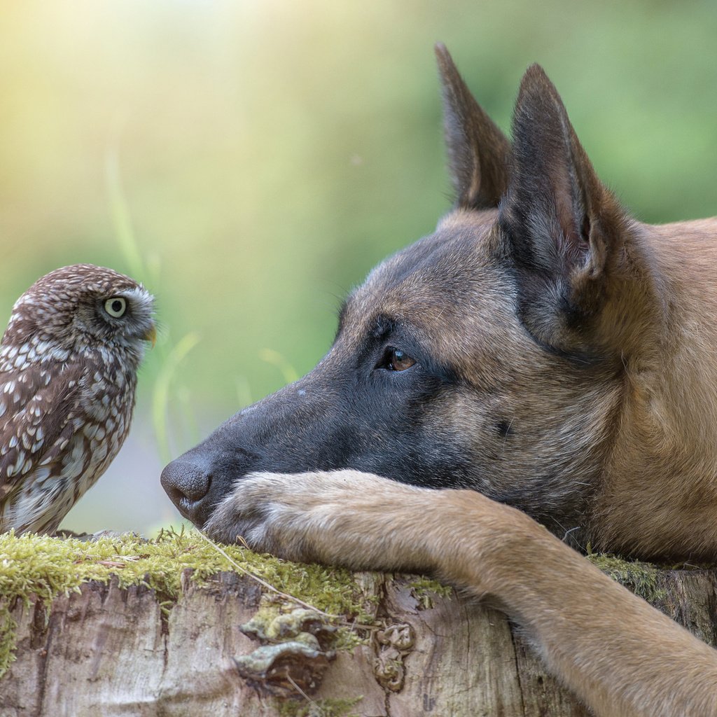 Обои сова, собака, профиль, птица, пень, owl, dog, profile, bird, stump разрешение 2048x1363 Загрузить