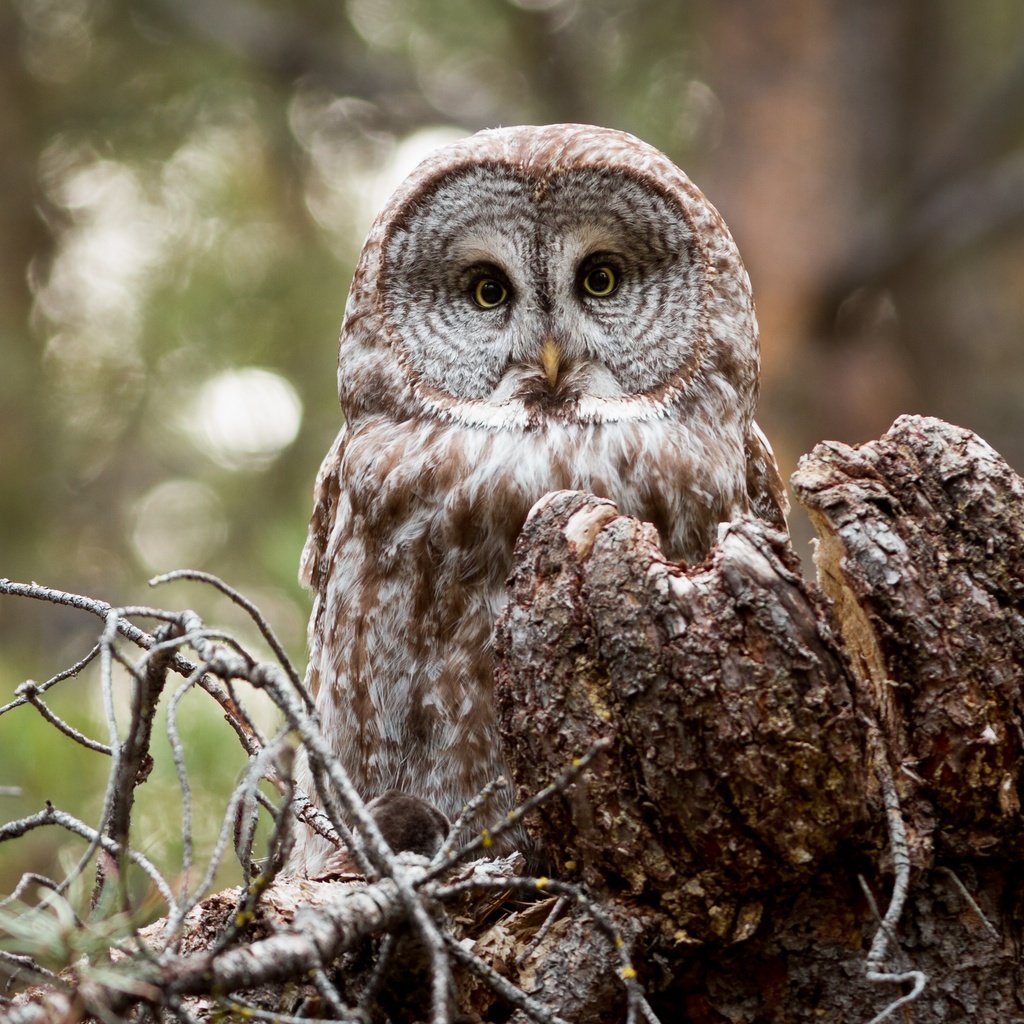 Обои сова, взгляд, птица, owl, look, bird разрешение 4219x2813 Загрузить