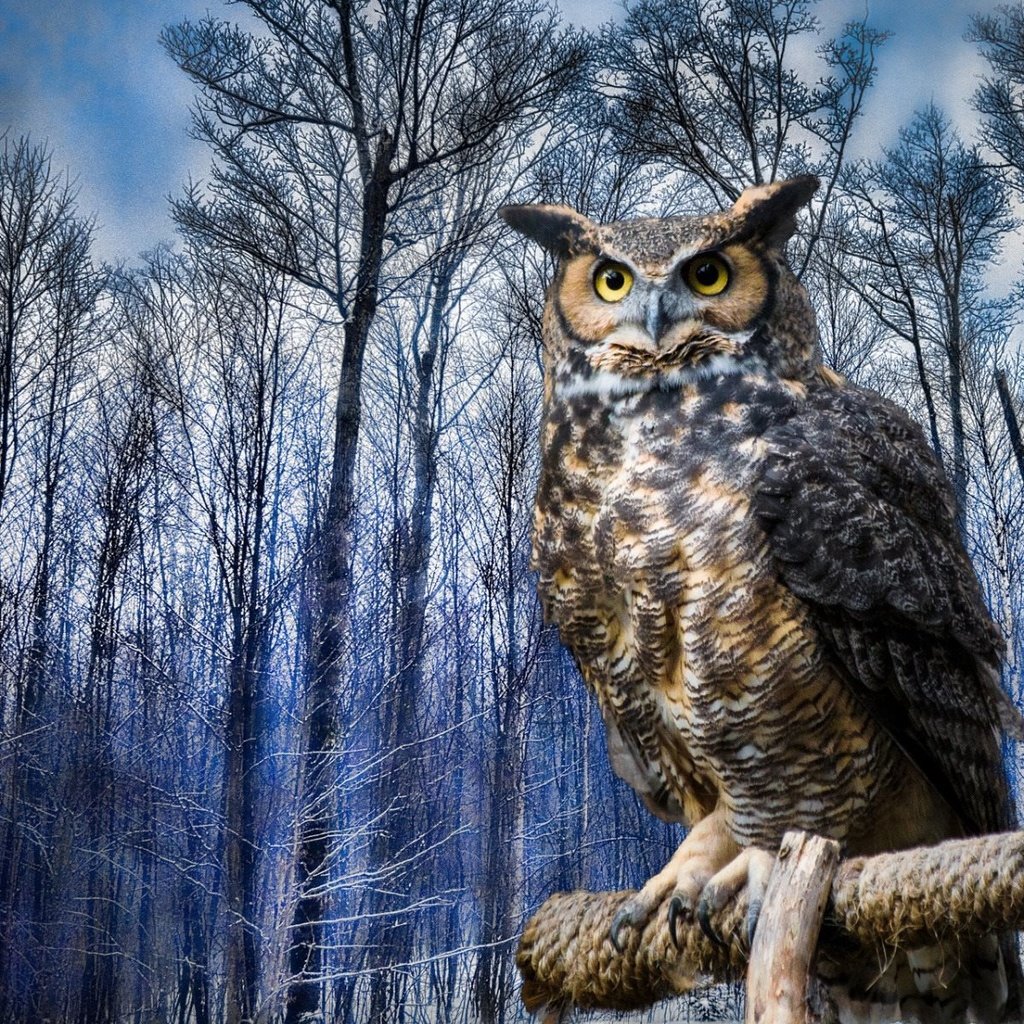 Обои сова, зима, птица, виргинский филин, рогатая, хищная птица, owl, winter, bird, virgin filin, horny, bird of prey разрешение 1920x1200 Загрузить