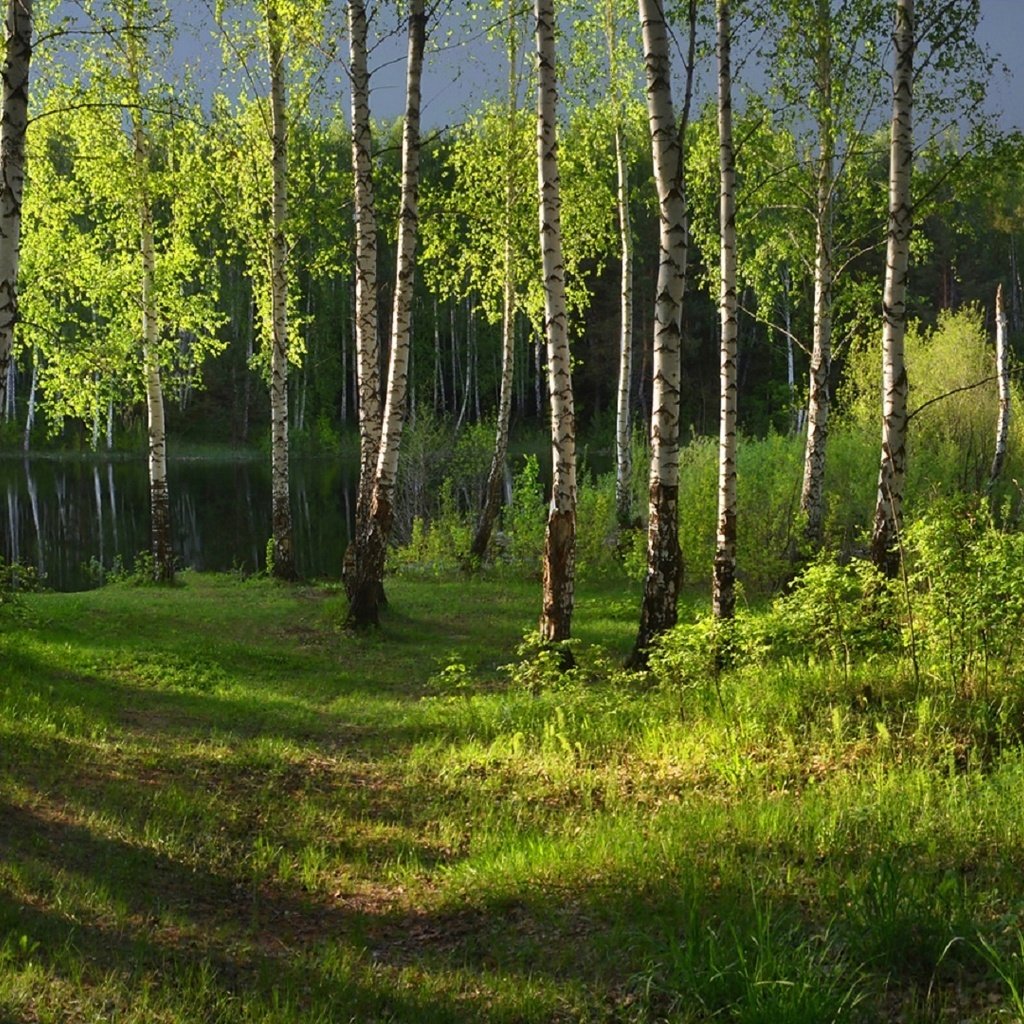 Обои свет, трава, озеро, природа, лес, березы, irina shapronova, light, grass, lake, nature, forest, birch разрешение 2054x1080 Загрузить