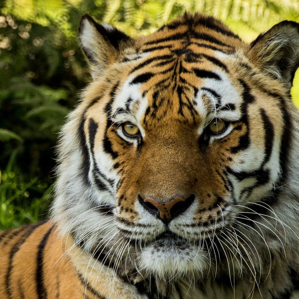 Обои тигр, морда, взгляд, хищник, большая кошка, tiger, face, look, predator, big cat разрешение 2880x1800 Загрузить