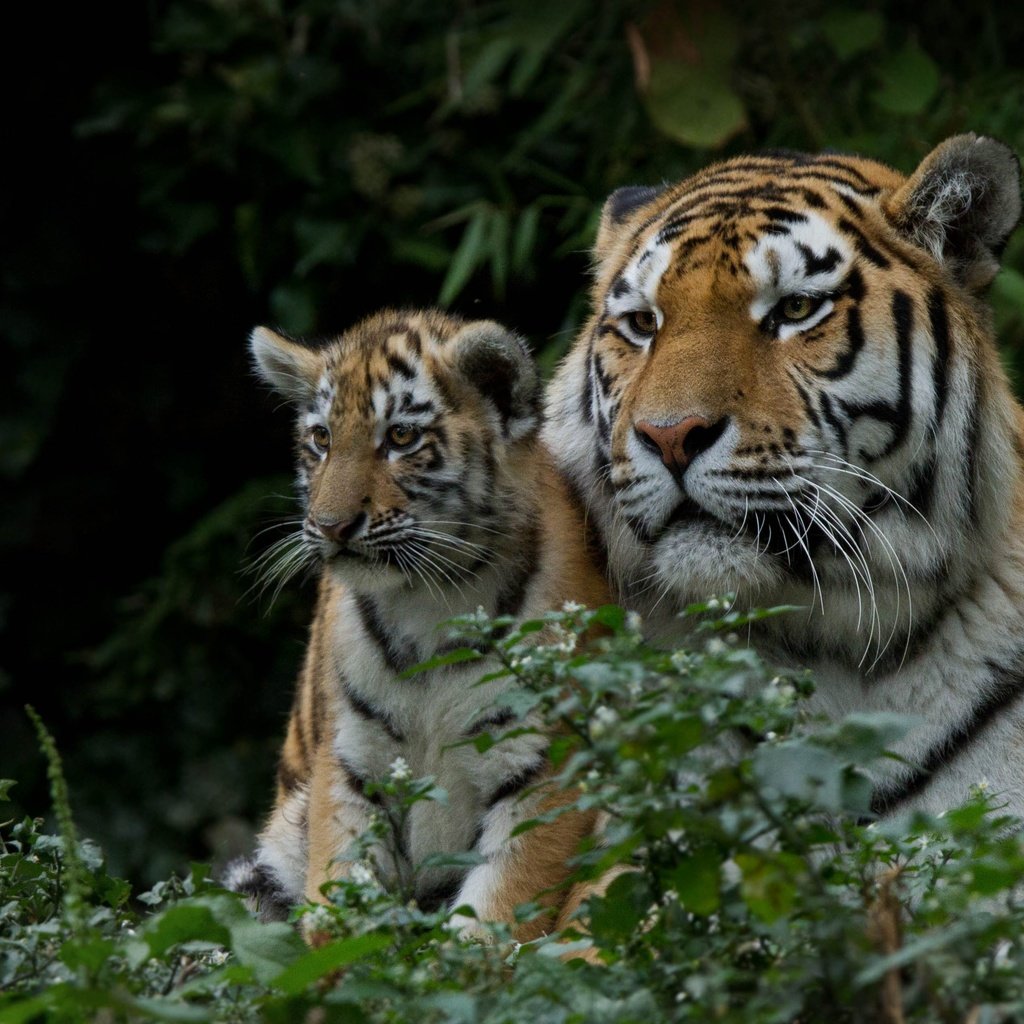 Обои хищник, большая кошка, тигренок, дикие кошки, детеныш, тигрица, тигры, predator, big cat, tiger, wild cats, cub, tigress, tigers разрешение 3764x2509 Загрузить