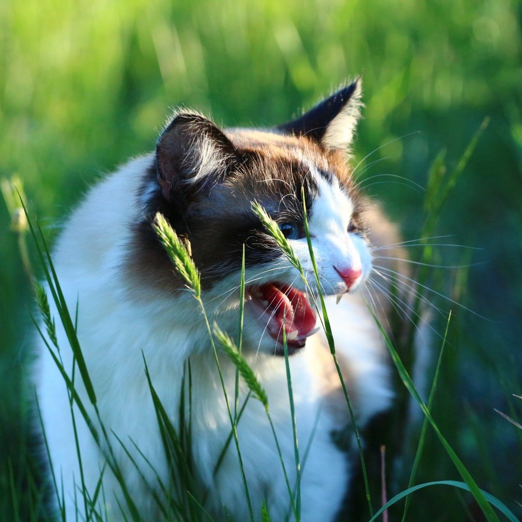 Обои трава, кот, кошка, взгляд, колоски, зубы, язык, оскал, grass, cat, look, spikelets, teeth, language, grin разрешение 1920x1280 Загрузить