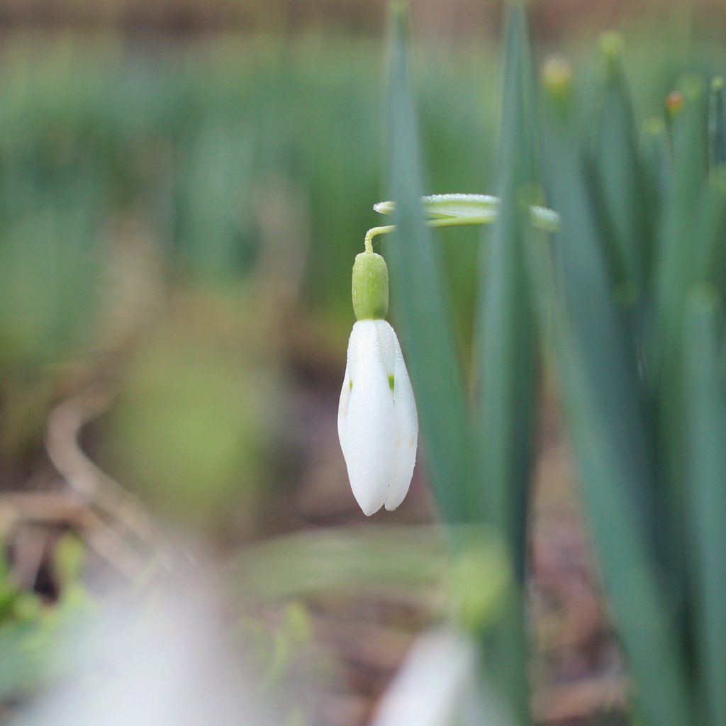 Обои трава, природа, макро, фон, весна, подснежники, первоцвет, боке, grass, nature, macro, background, spring, snowdrops, primrose, bokeh разрешение 4000x2250 Загрузить