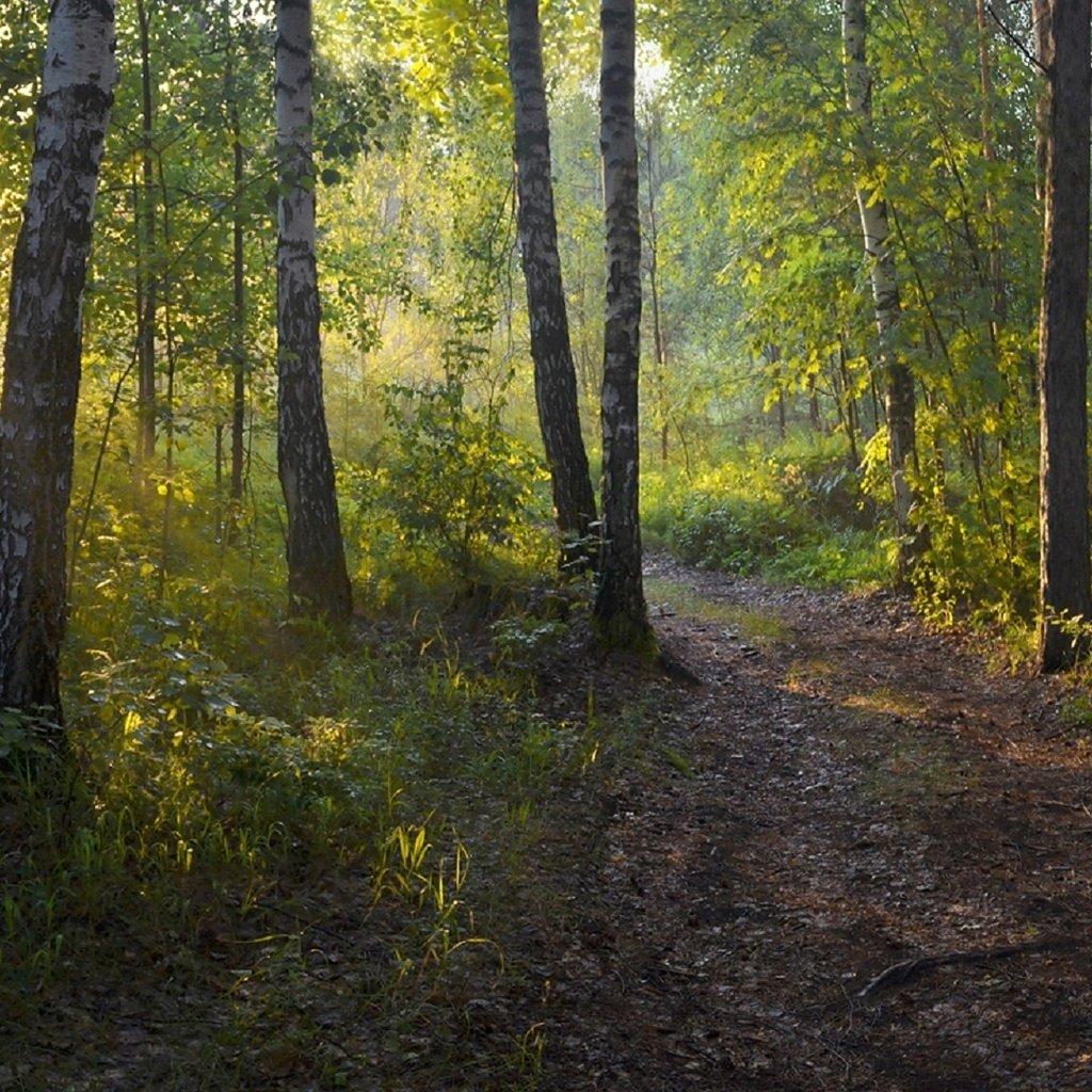 Обои лес, утро, березы, тропинка, irina shapronova, утренний свет, forest, morning, birch, path разрешение 2282x1080 Загрузить