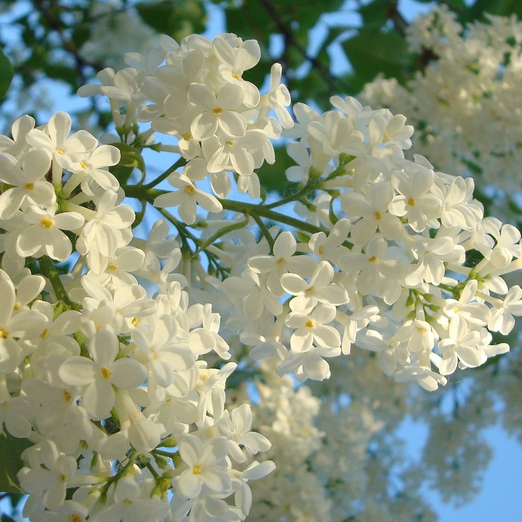 Обои цветы, цветение, весна, сирень, синее небо, белая сирень, flowers, flowering, spring, lilac, blue sky, white lilac разрешение 1920x1080 Загрузить