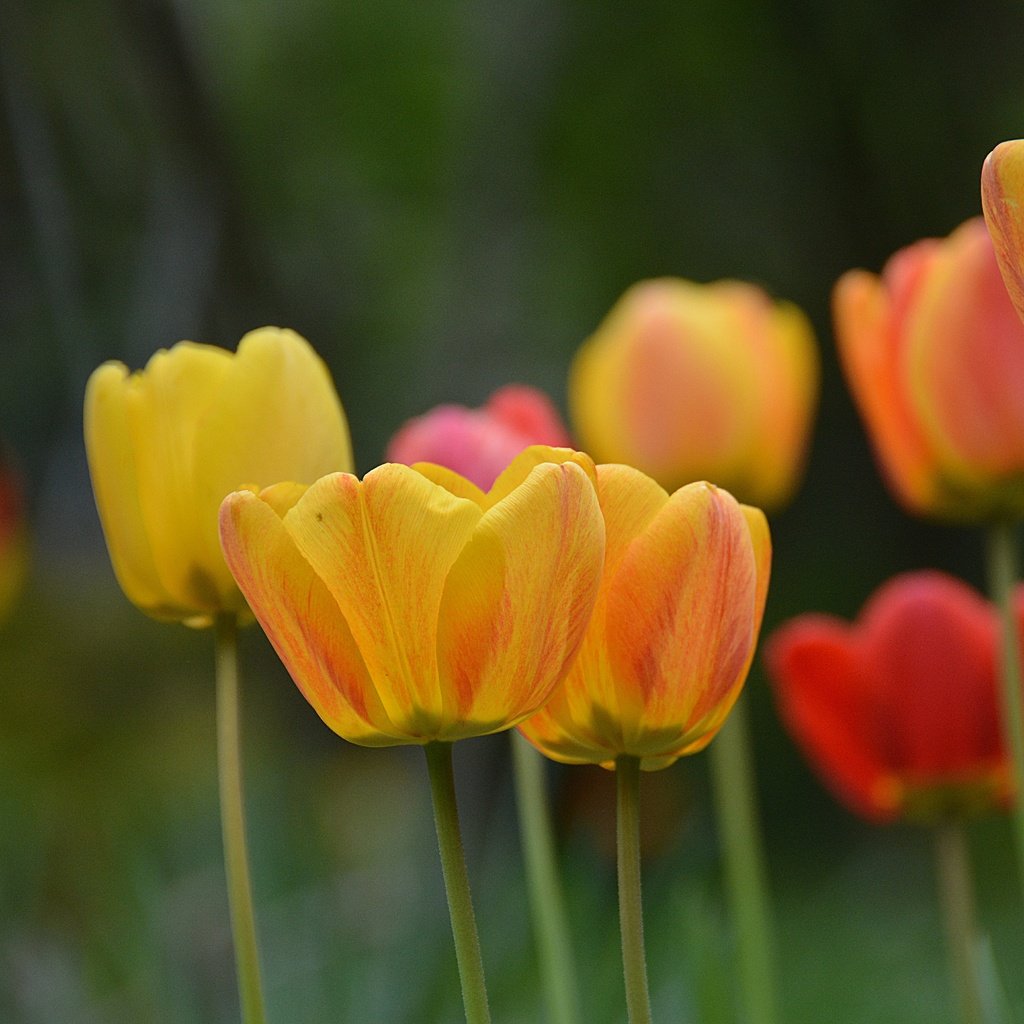 Обои цветы, бутоны, лепестки, размытость, весна, тюльпаны, стебли, flowers, buds, petals, blur, spring, tulips, stems разрешение 6000x4000 Загрузить