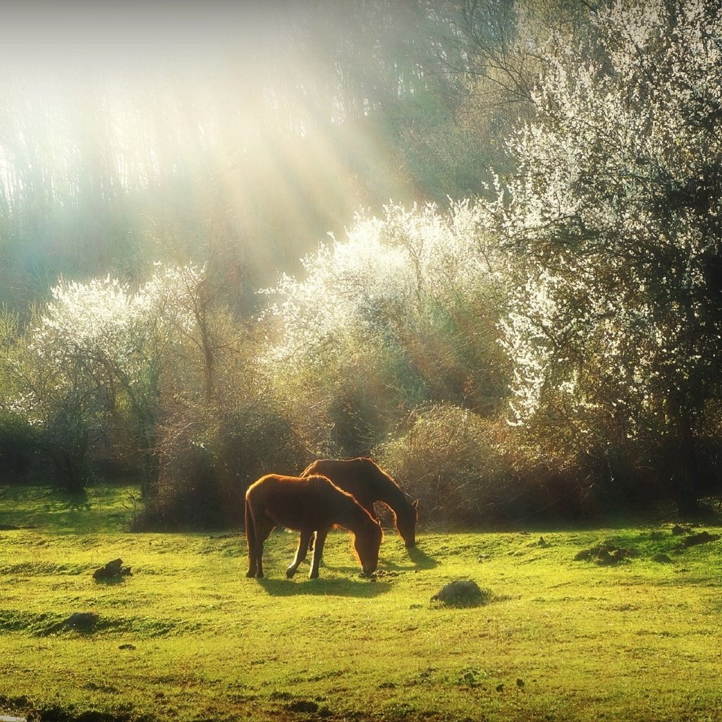 Обои трава, деревья, природа, весна, лошади, кони, солнечный свет, grass, trees, nature, spring, horse, horses, sunlight разрешение 1920x1275 Загрузить