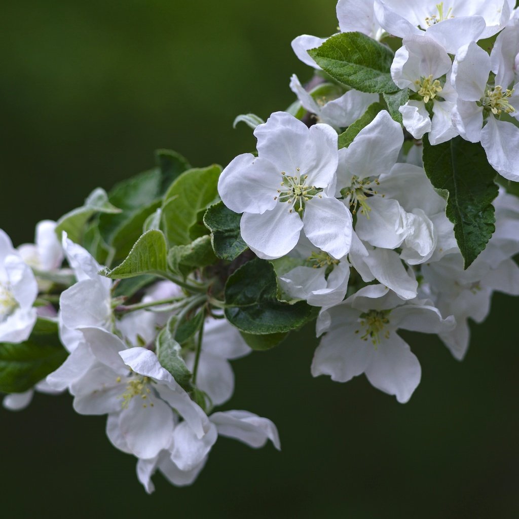 Обои цветы, ветка, природа, цветение, весна, груша, flowers, branch, nature, flowering, spring, pear разрешение 2048x1365 Загрузить