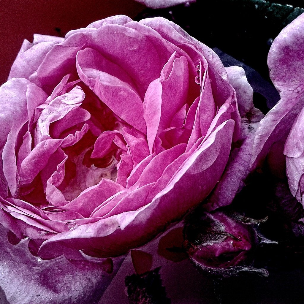 Обои вода, макро, роза, розовая, water, macro, rose, pink разрешение 2560x1920 Загрузить