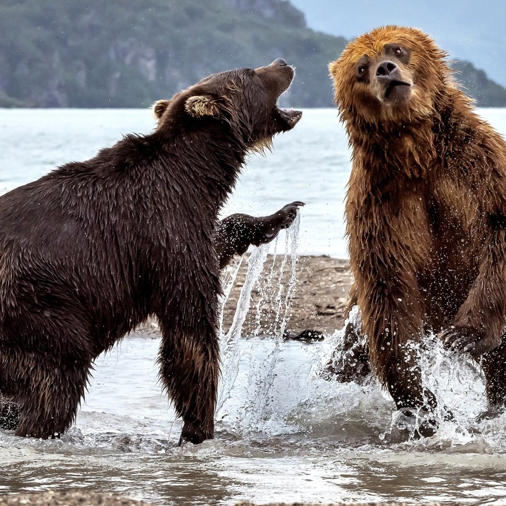 Обои вода, река, медведь, брызги, медведи, два медведя, water, river, bear, squirt, bears, two bears разрешение 2000x1264 Загрузить