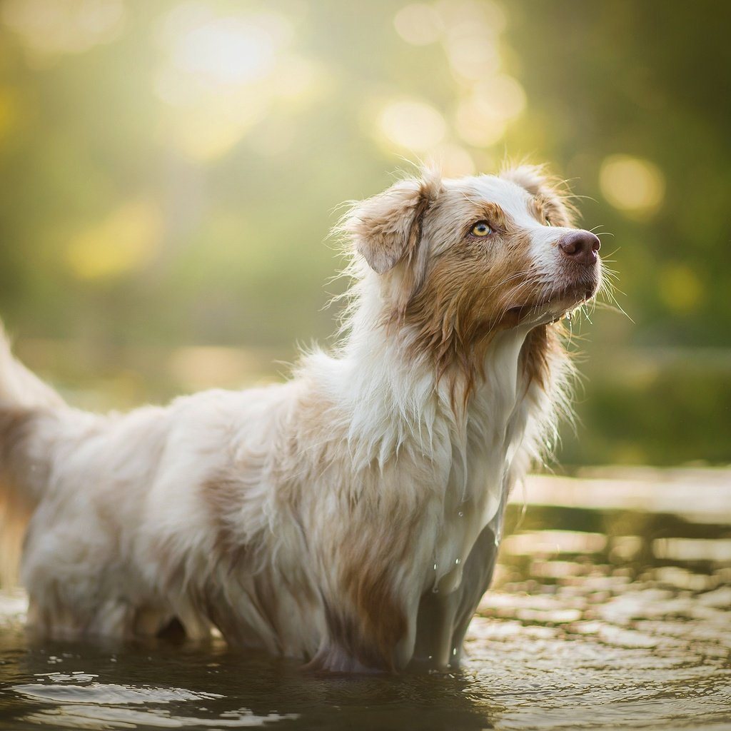 Обои вода, собака, блики, боке, ellie, water, dog, glare, bokeh разрешение 2048x1297 Загрузить
