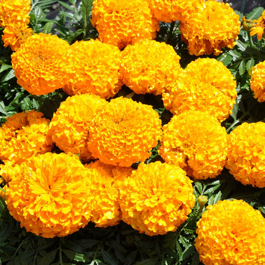 Обои цветы, желтые, бархатцы, flowers, yellow, marigolds разрешение 3500x2325 Загрузить