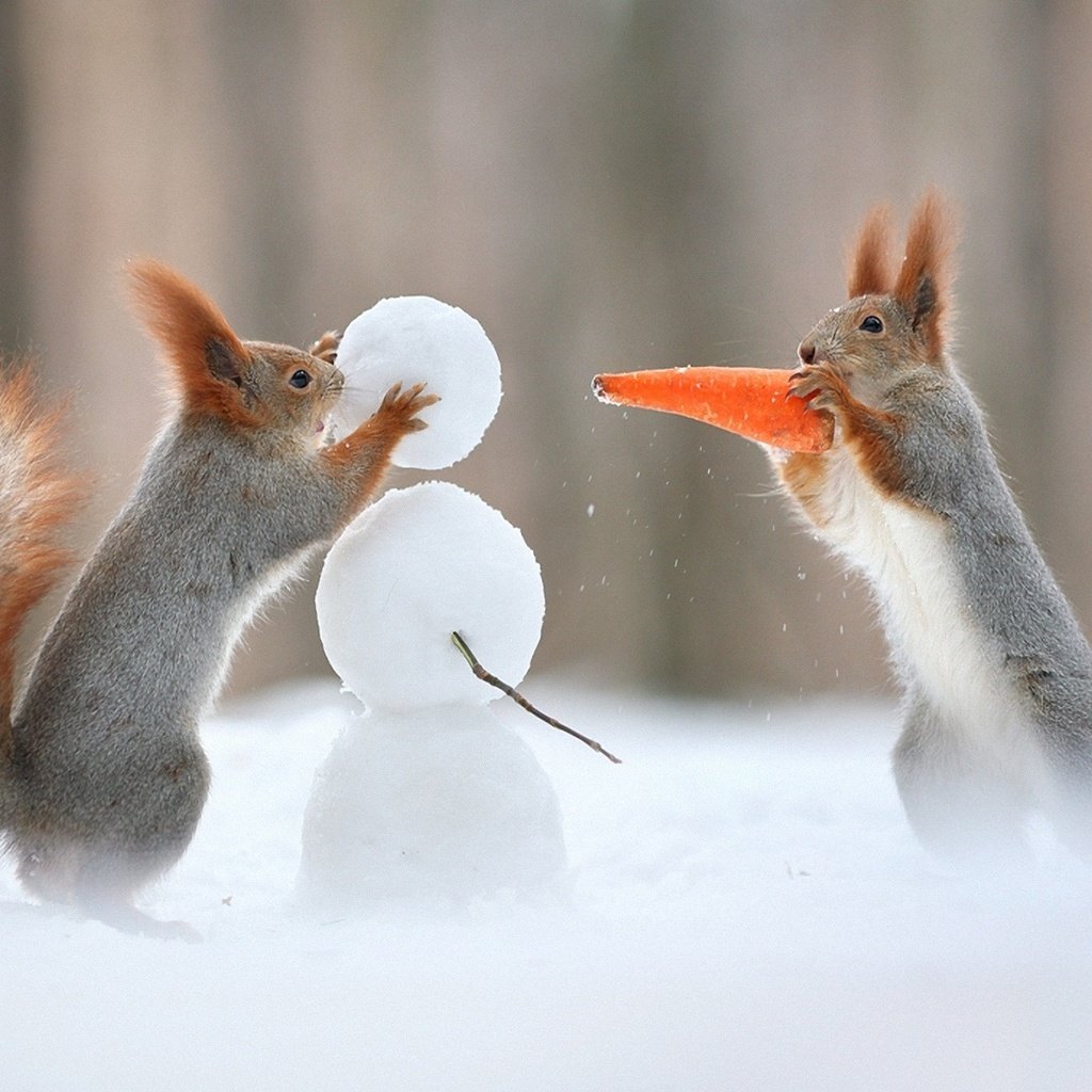 Обои снег, зима, снеговик, юмор, хвост, морковка, белки, белочки, snow, winter, snowman, humor, tail, carrot, proteins, squirrels разрешение 1920x1200 Загрузить