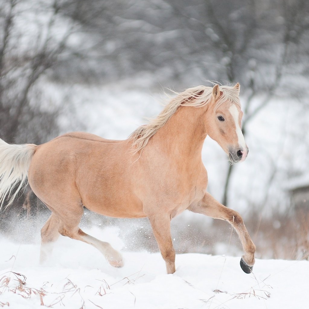 Обои лошадь, снег, зима, конь, бег, horse, snow, winter, running разрешение 2880x1800 Загрузить