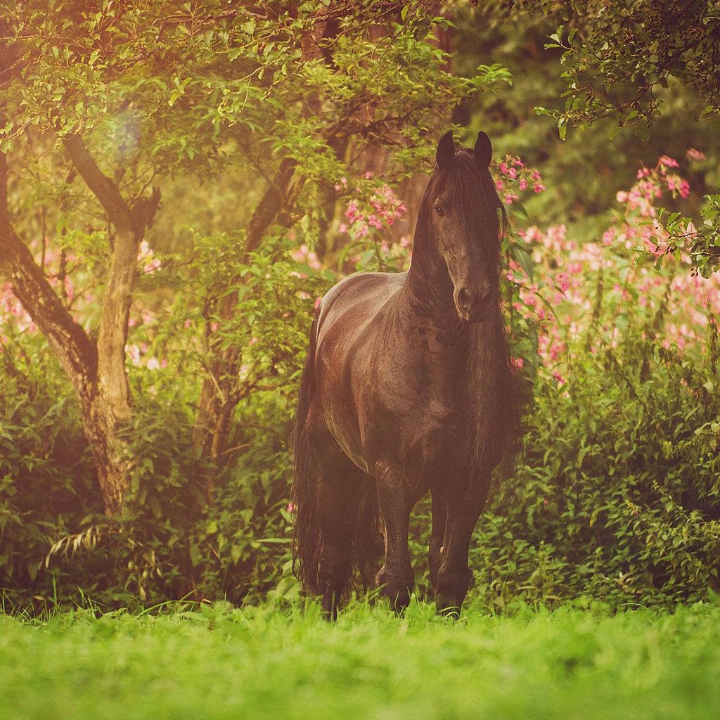 Обои лошадь, природа, конь, грива, фриз, вороной, фризская лошадь, horse, nature, mane, frieze, crow, friesian horse разрешение 1920x1200 Загрузить