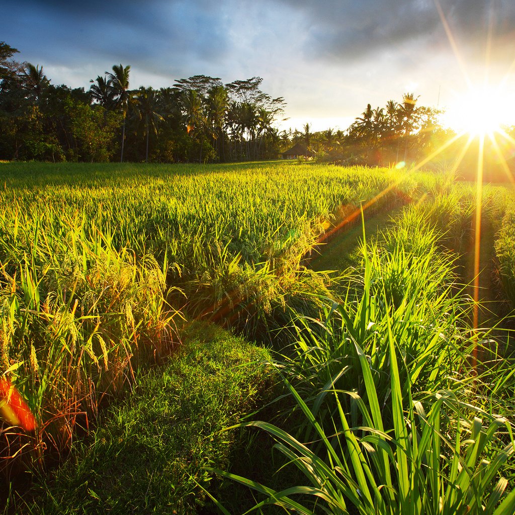 Обои трава, солнце, природа, пейзаж, поле, лето, grass, the sun, nature, landscape, field, summer разрешение 2560x1600 Загрузить