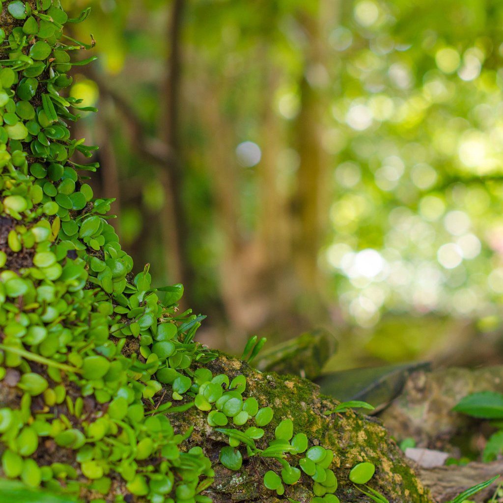 Обои природа, листья, макро, фон, растение, боке, nature, leaves, macro, background, plant, bokeh разрешение 2880x1800 Загрузить