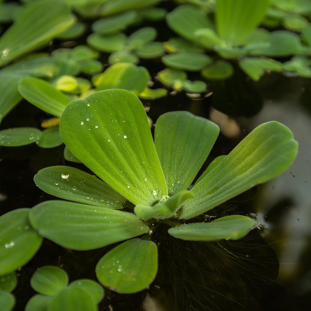 Обои макро, капли, пруд, растение, пистия, водный салат, macro, drops, pond, plant, piste, water lettuce разрешение 1920x1200 Загрузить