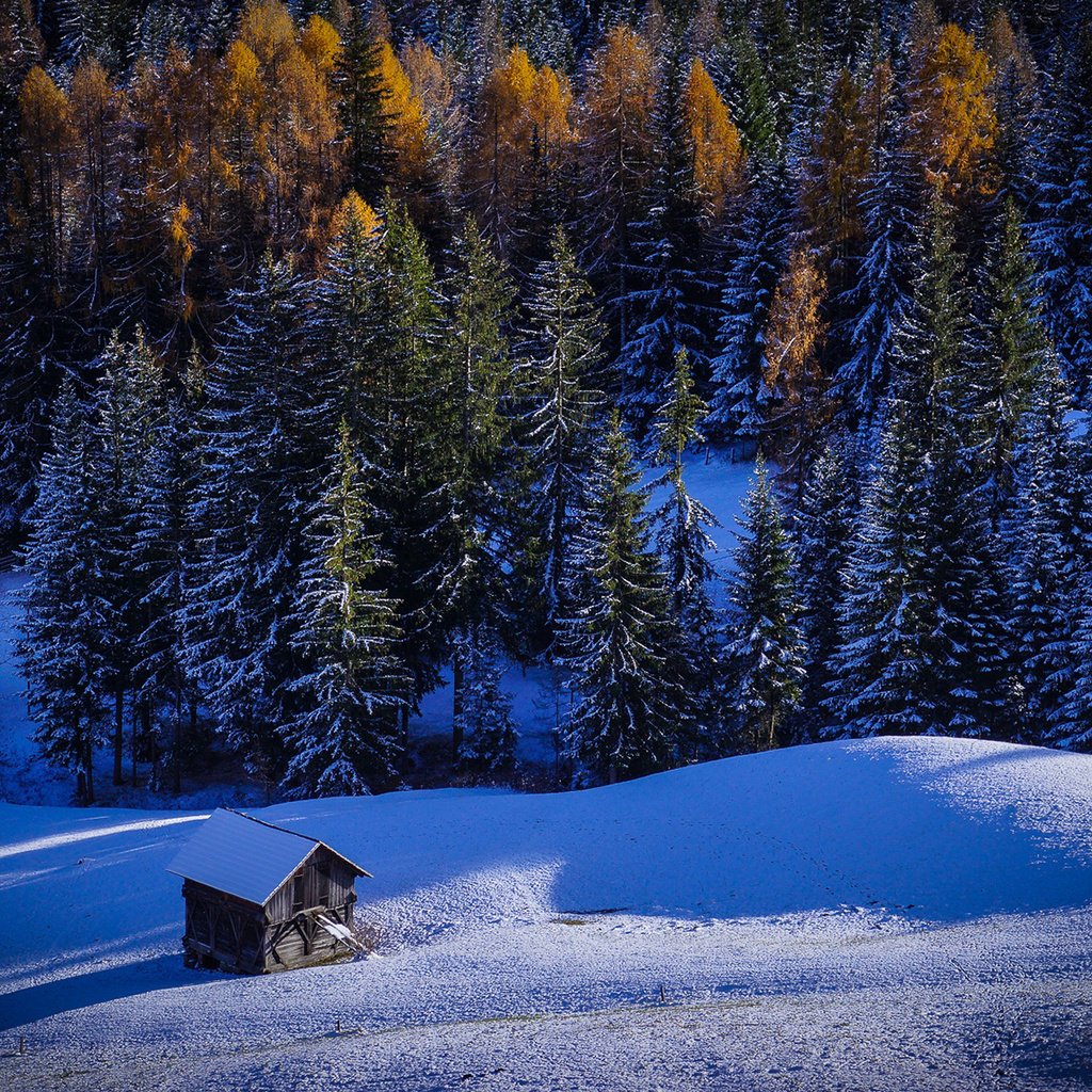 Обои деревья, снег, природа, лес, зима, домик, trees, snow, nature, forest, winter, house разрешение 1920x1200 Загрузить