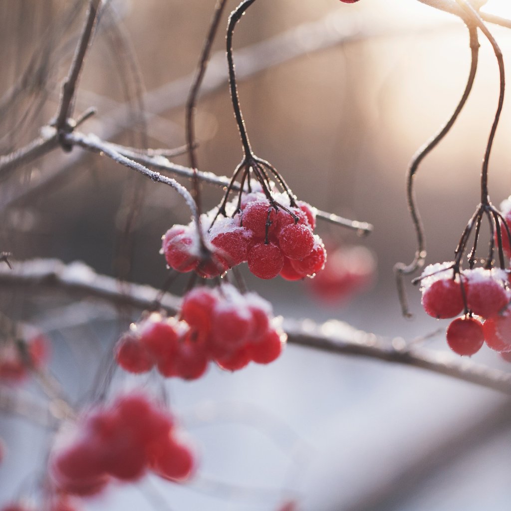 Обои природа, зима, ветки, размытость, ягоды, рябина, nature, winter, branches, blur, berries, rowan разрешение 3840x2400 Загрузить