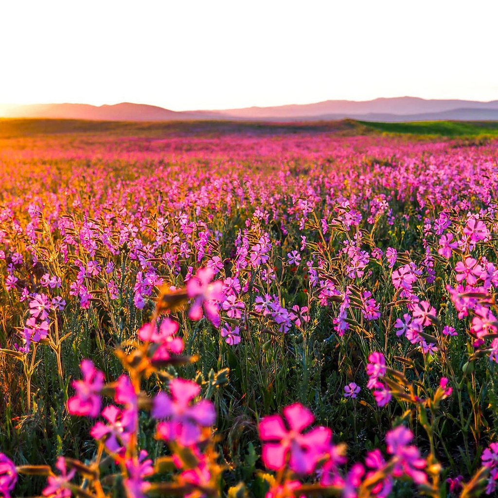 Обои цветы, природа, утро, поле, горизонт, рассвет, flowers, nature, morning, field, horizon, dawn разрешение 1920x1080 Загрузить