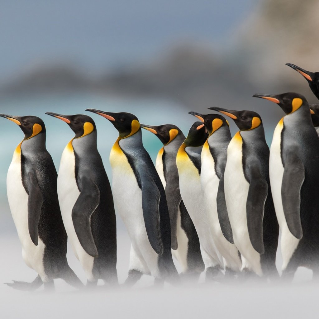 Обои птицы, пингвины, арктика, birds, penguins, arctic разрешение 1920x1200 Загрузить