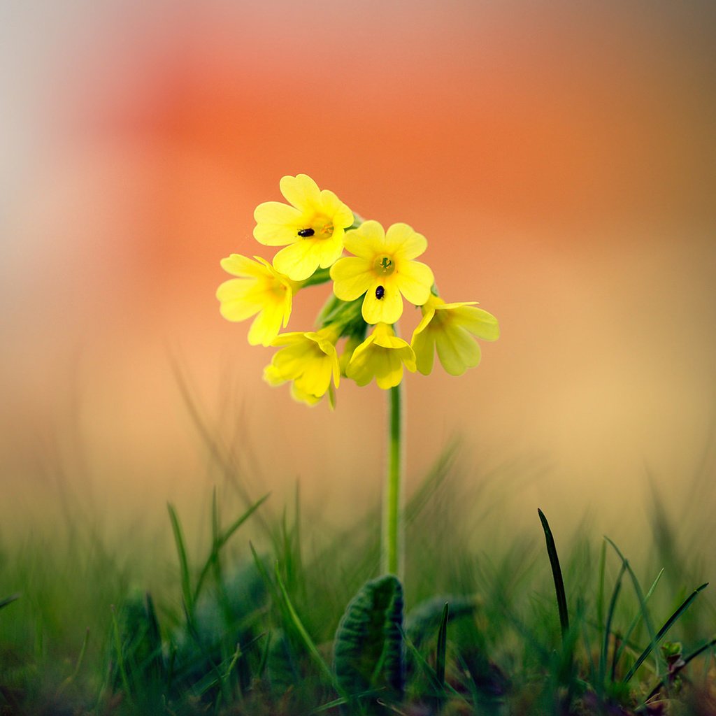 Обои трава, природа, фон, цветок, боке, grass, nature, background, flower, bokeh разрешение 1920x1080 Загрузить