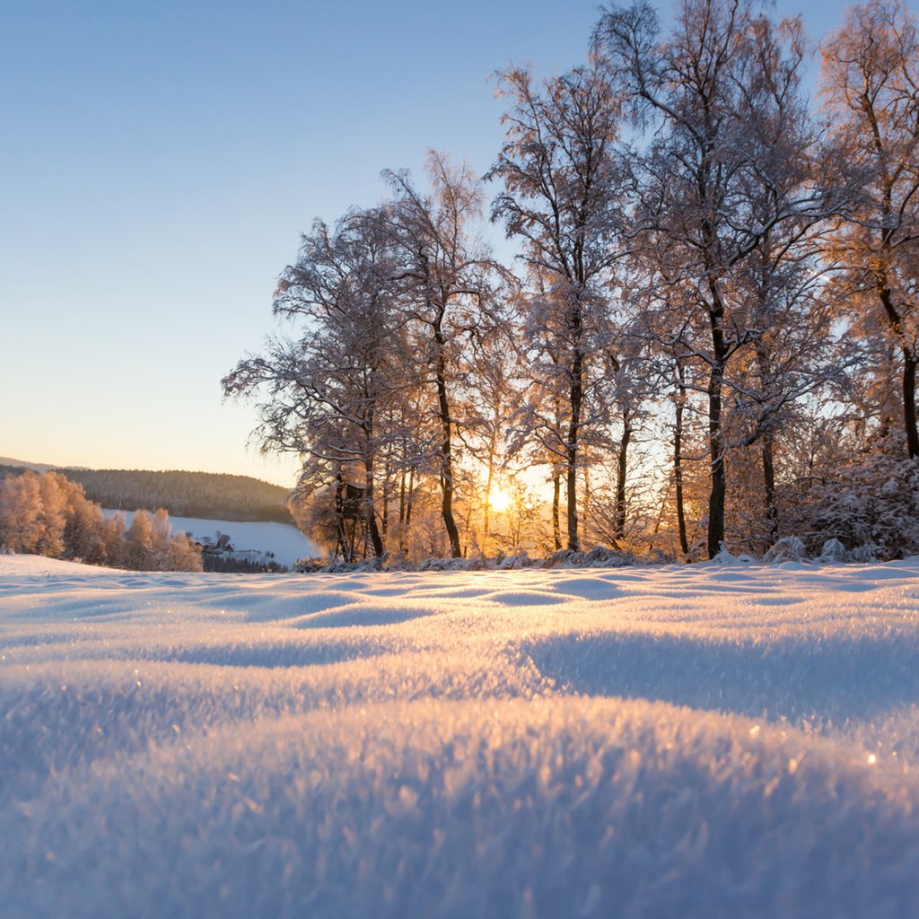 Обои деревья, снег, природа, зима, парк, солнечный свет, trees, snow, nature, winter, park, sunlight разрешение 1920x1200 Загрузить