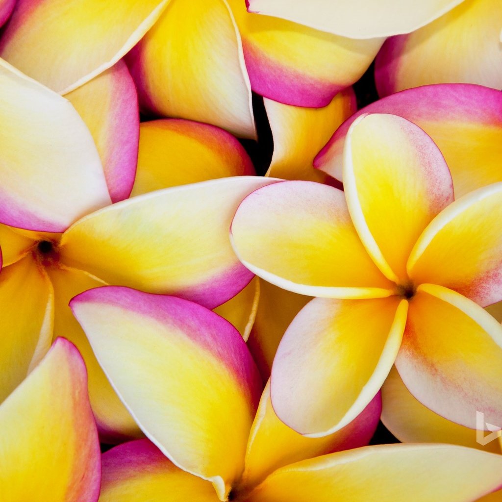 Обои цветы, лепестки, плюмерия, франжипани, flowers, petals, plumeria, frangipani разрешение 1920x1200 Загрузить