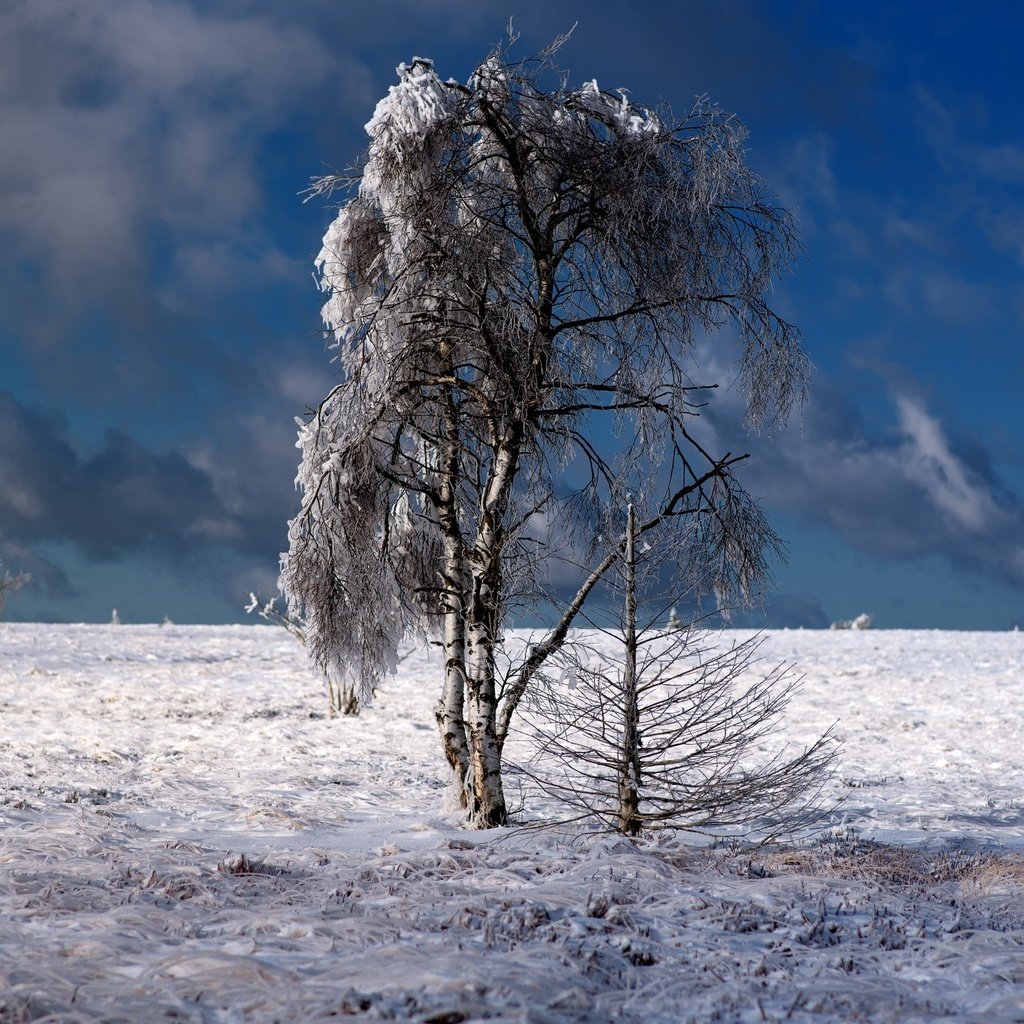 Обои небо, облака, деревья, природа, зима, пейзаж, the sky, clouds, trees, nature, winter, landscape разрешение 2560x1600 Загрузить